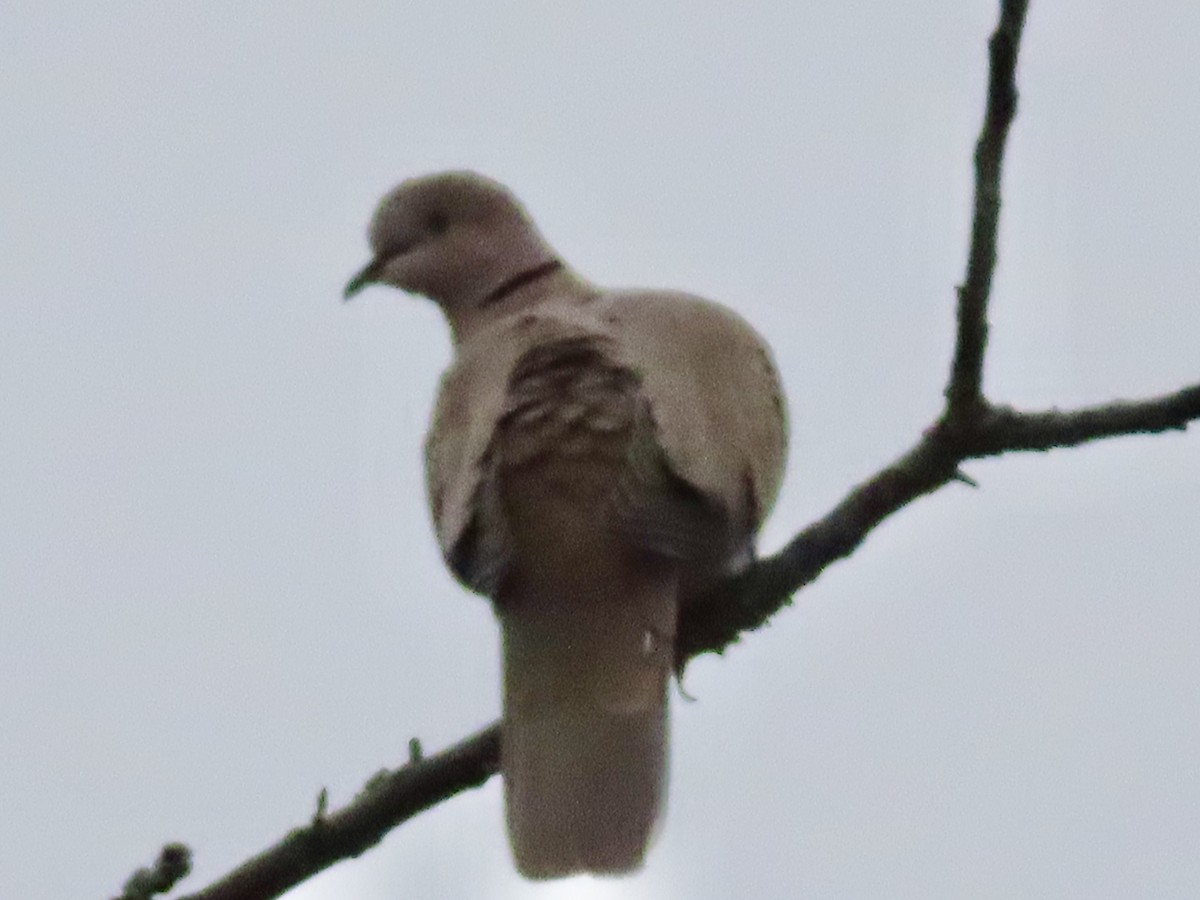 Eurasian Collared-Dove - ML630922362