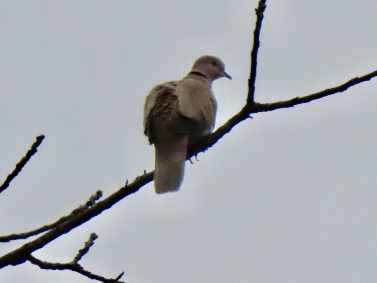Eurasian Collared-Dove - ML630922363