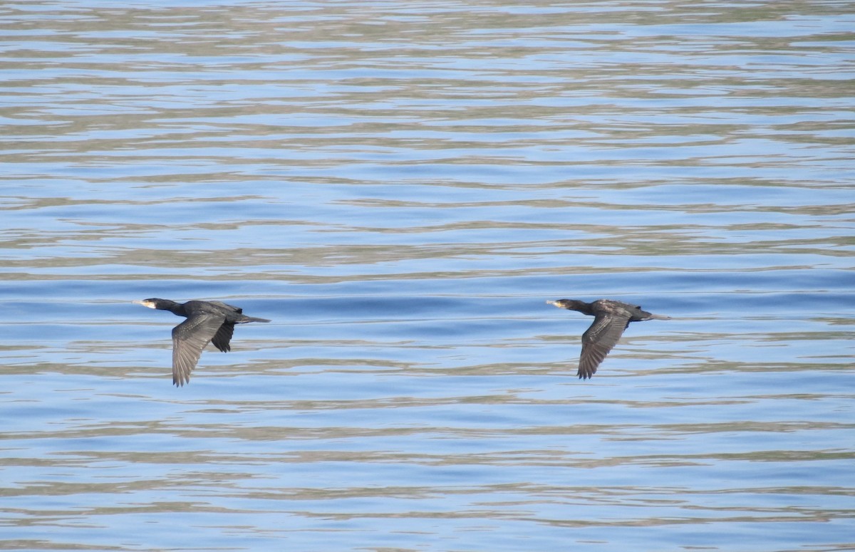 Great Cormorant - ML630922529