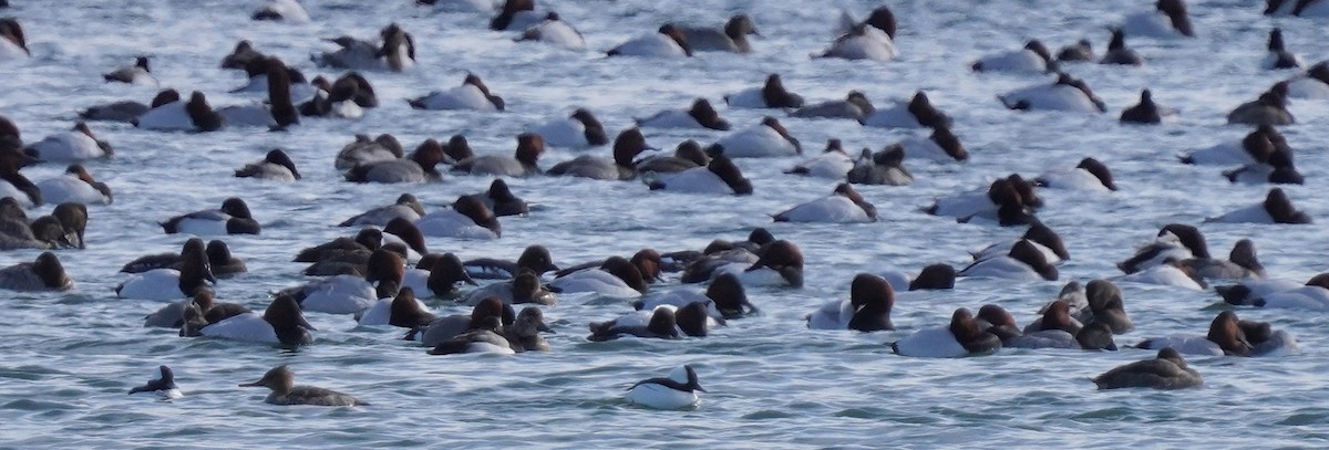 Canvasback - ML630922554