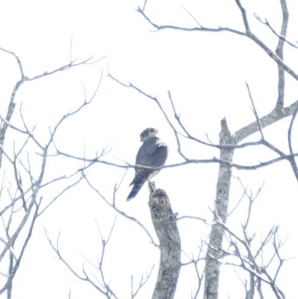 Merlin - ML630922601