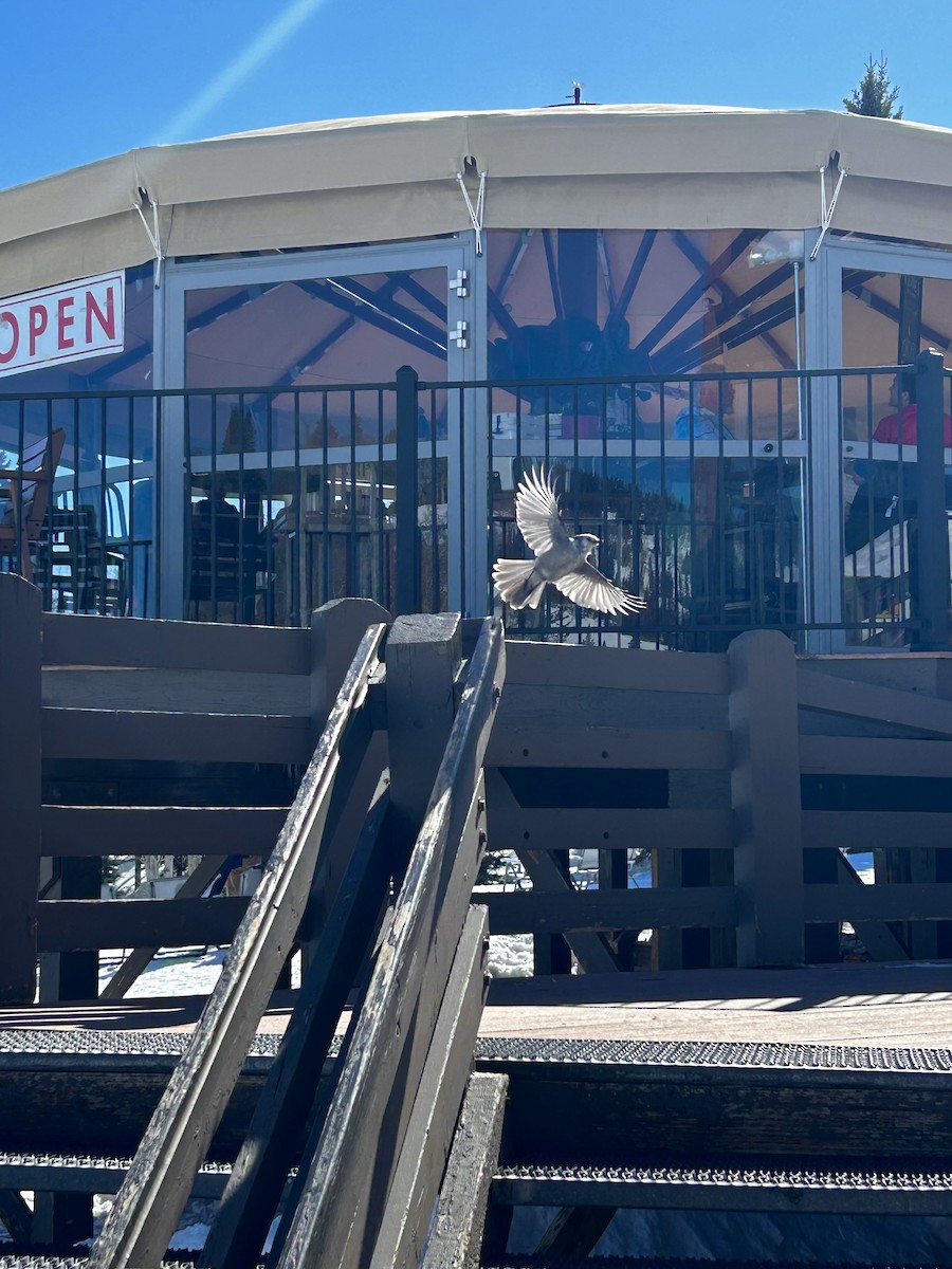 Canada Jay - ML630922643