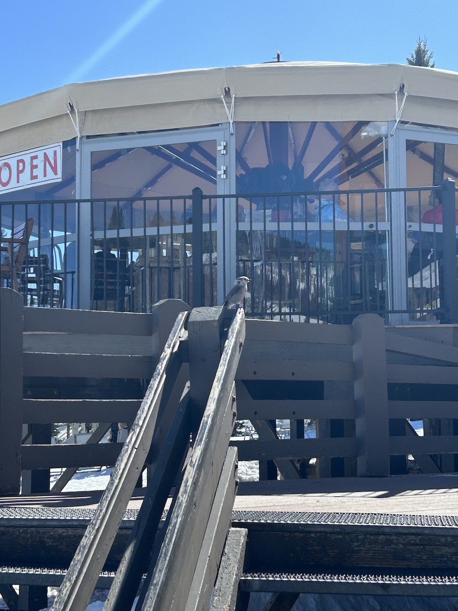 Canada Jay - ML630922644