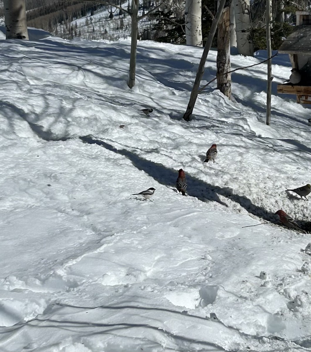 Black-capped Chickadee - ML630922928