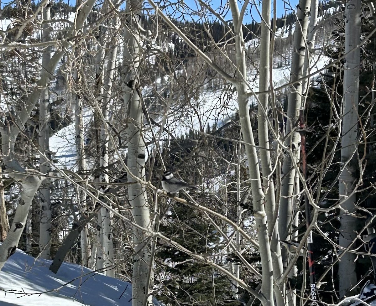 Mountain Chickadee - ML630922952