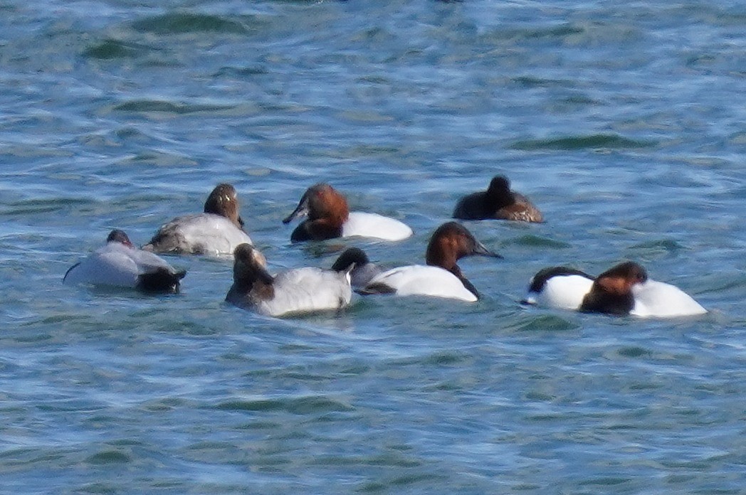 Canvasback - ML630922972