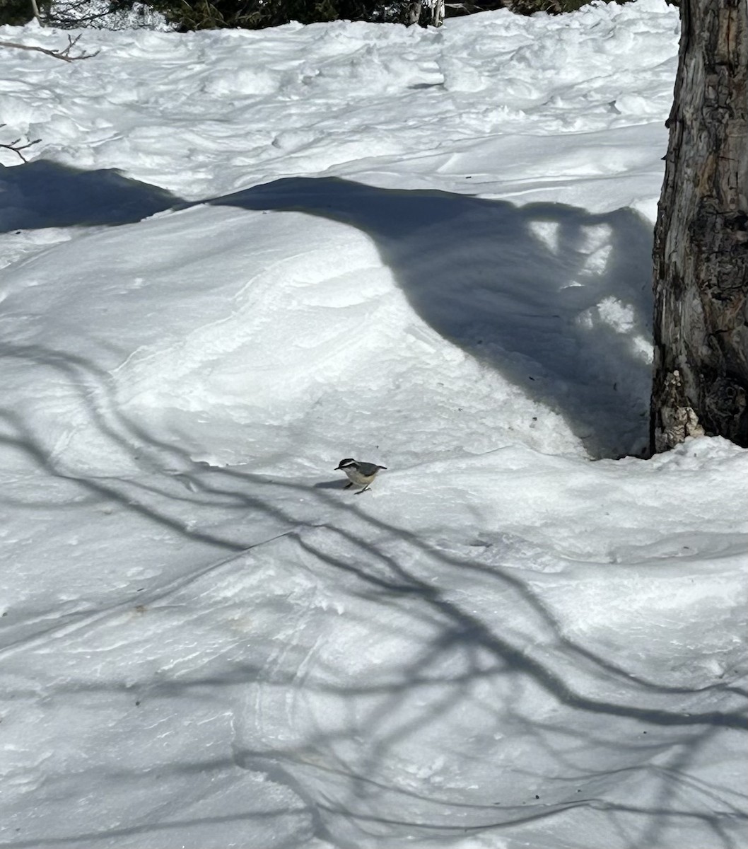 Red-breasted Nuthatch - ML630922974