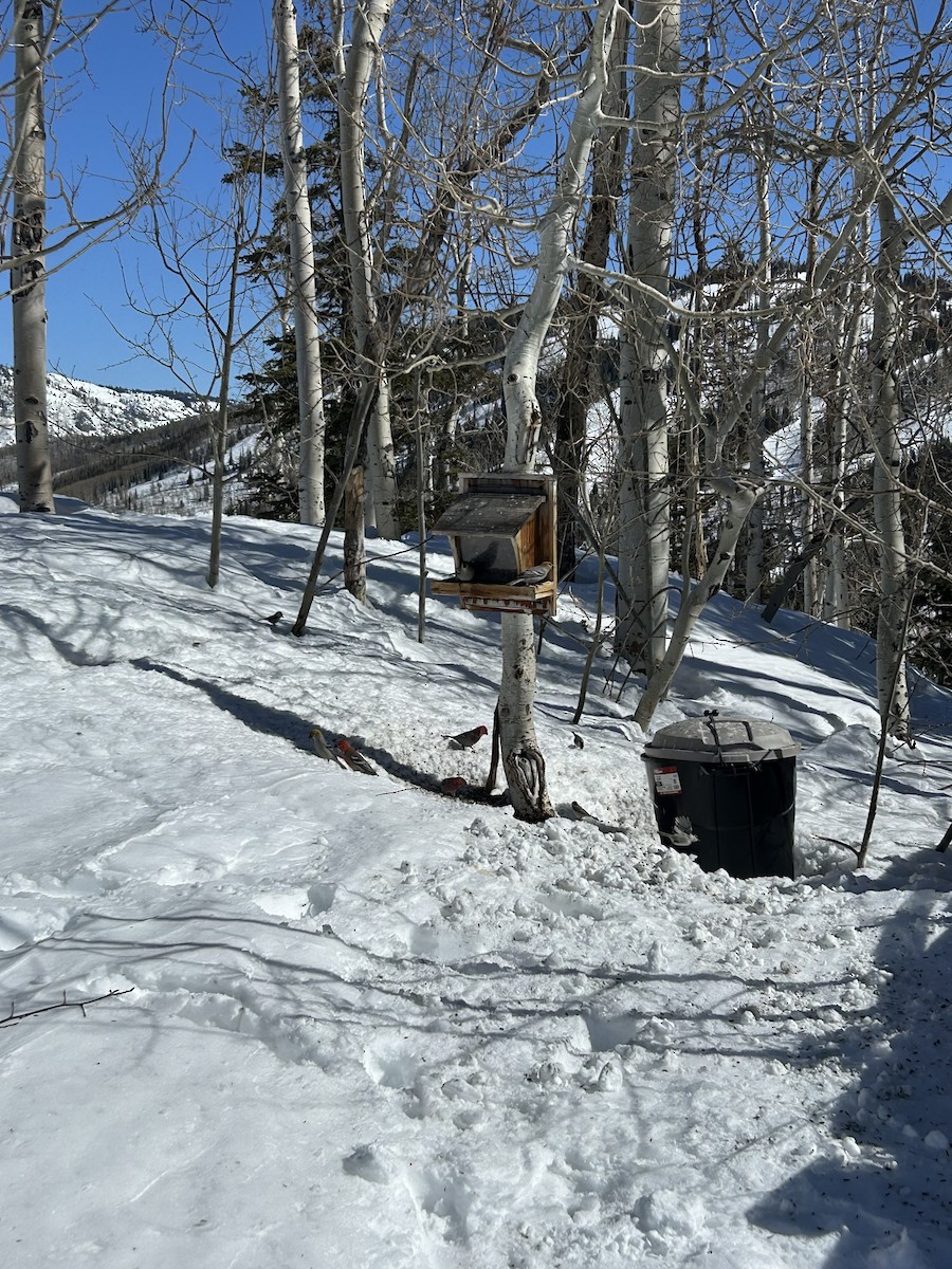 Pine Grosbeak - ML630923010