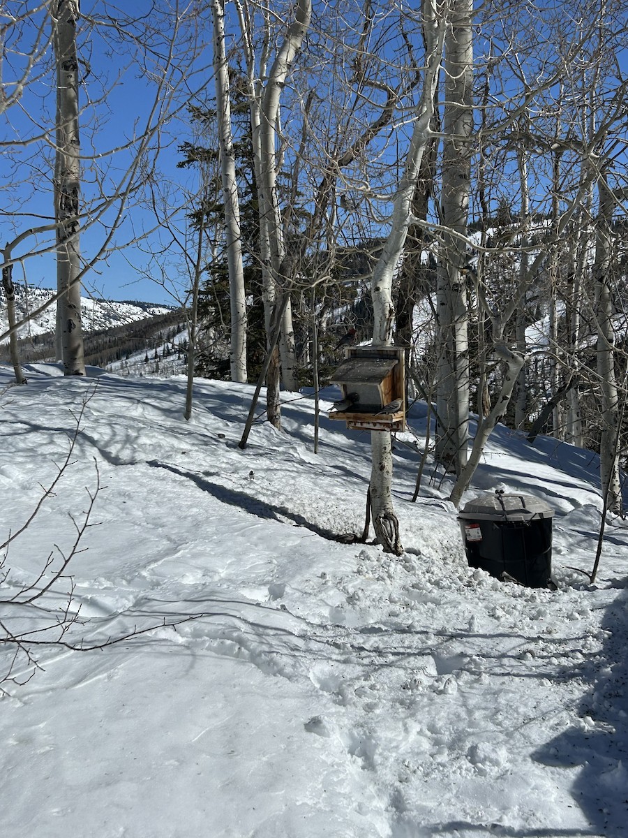 Pine Grosbeak - ML630923011