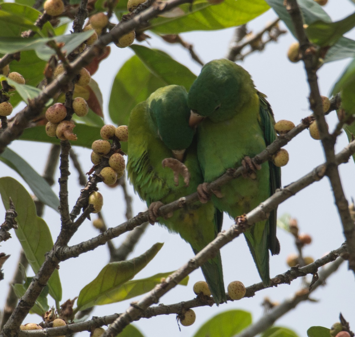 Orange-chinned Parakeet - ML630923140