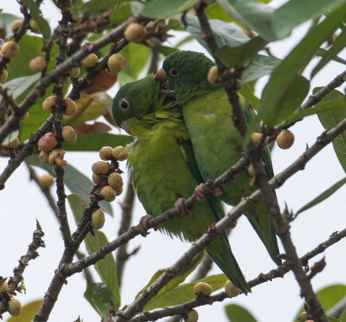 Orange-chinned Parakeet - ML630923141