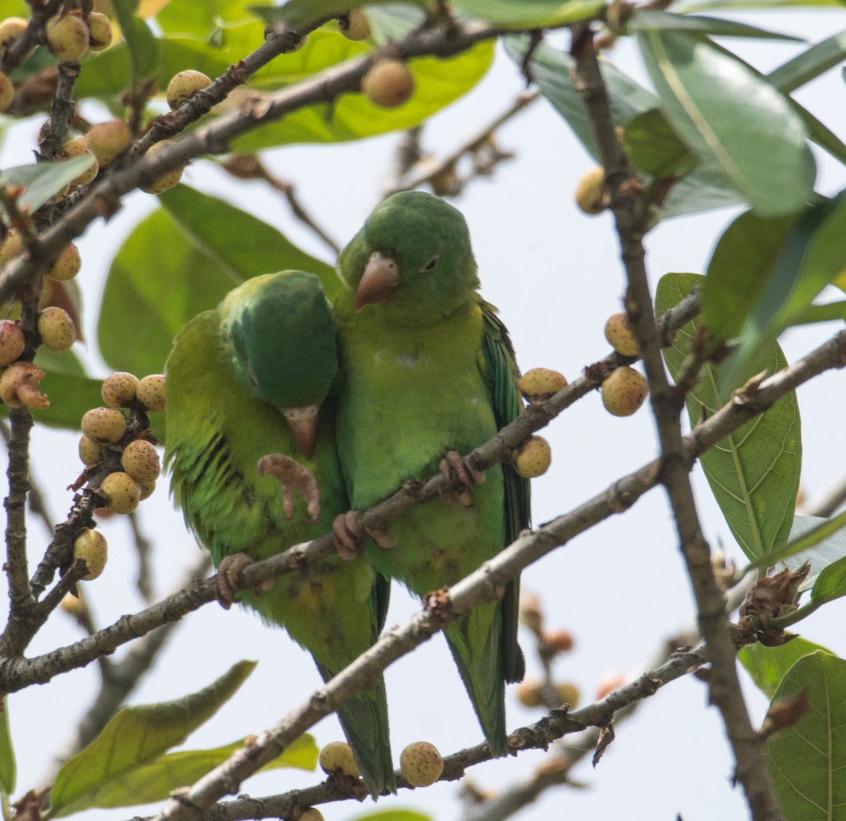Orange-chinned Parakeet - ML630923142