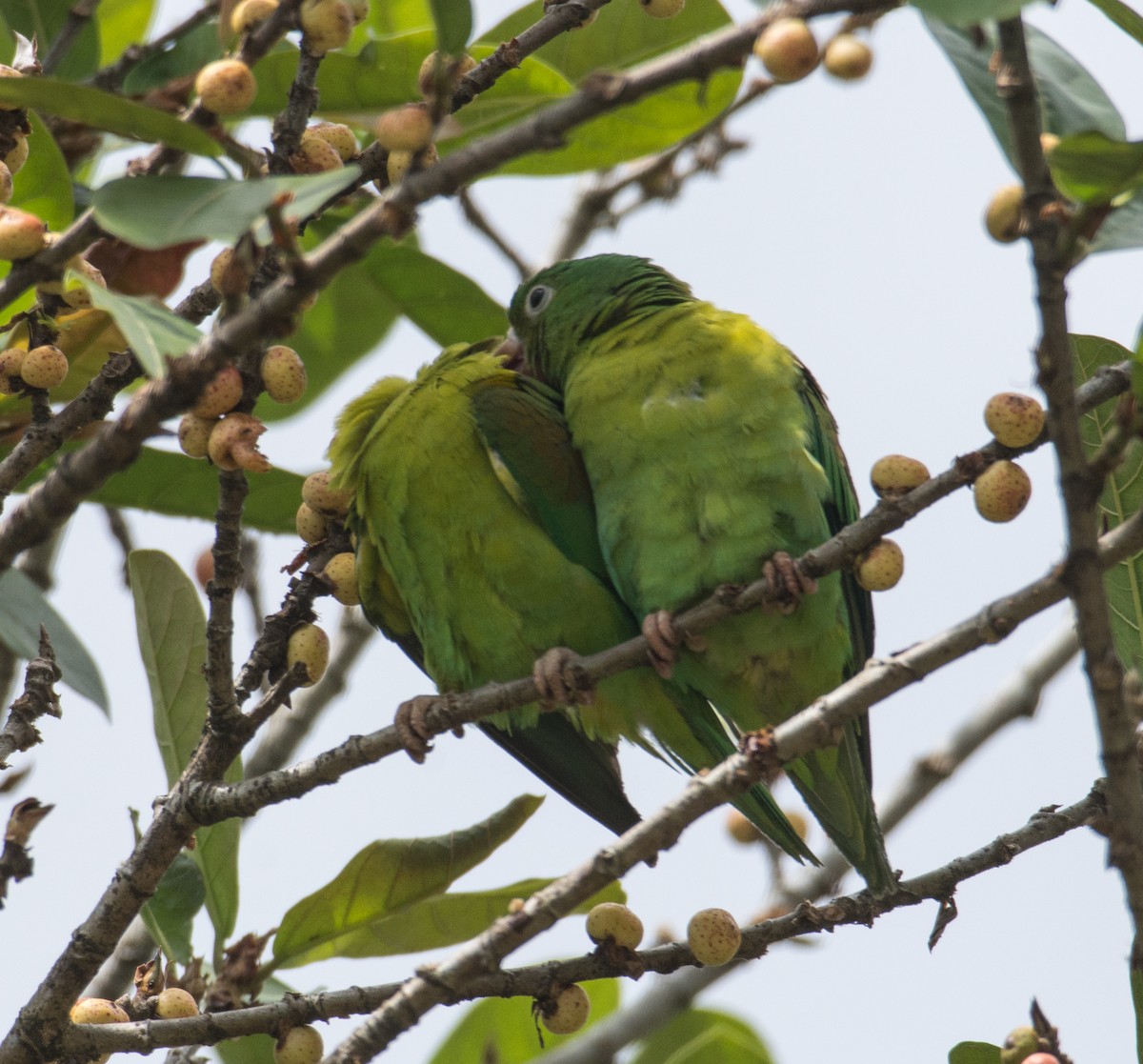 Orange-chinned Parakeet - ML630923143