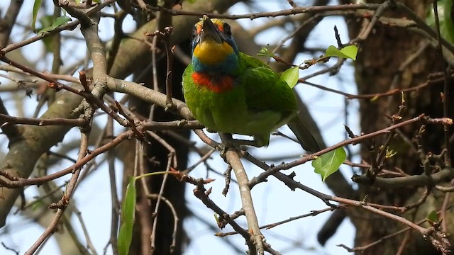 Taiwan Barbet - ML630923144