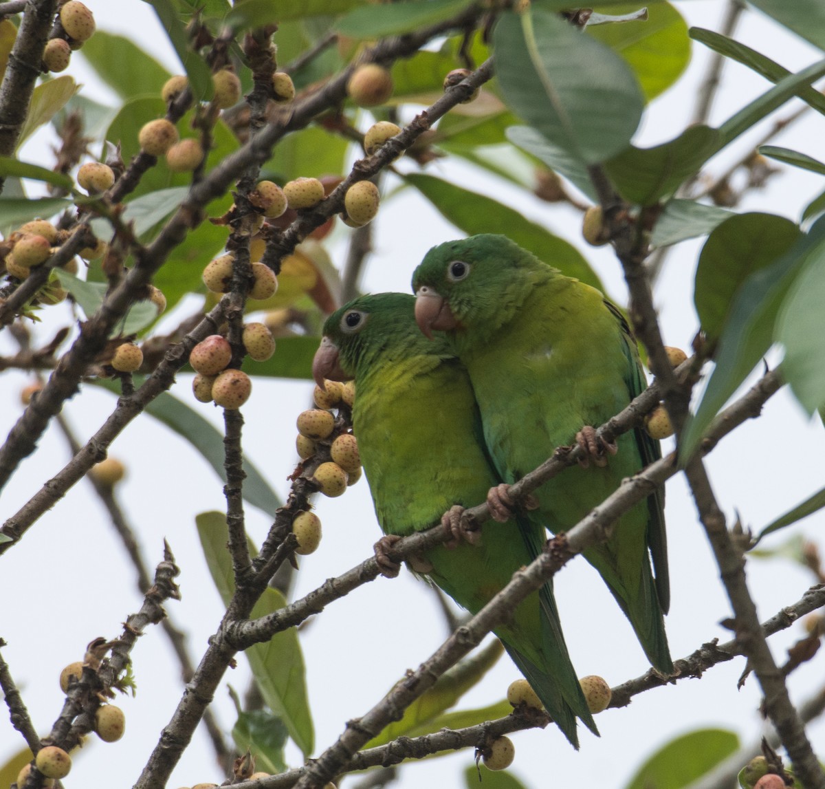 Orange-chinned Parakeet - ML630923146