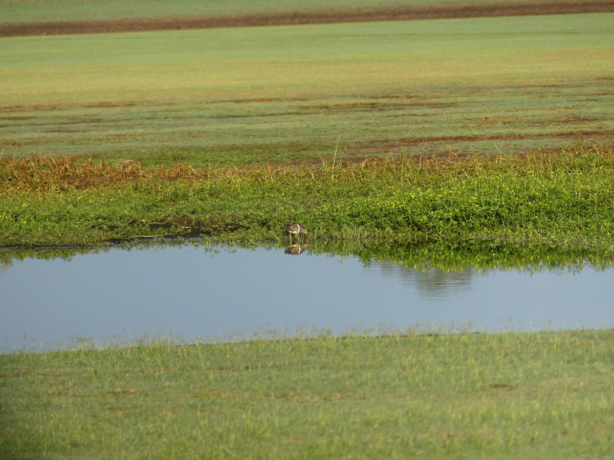 オーストラリアタマシギ - ML630923446