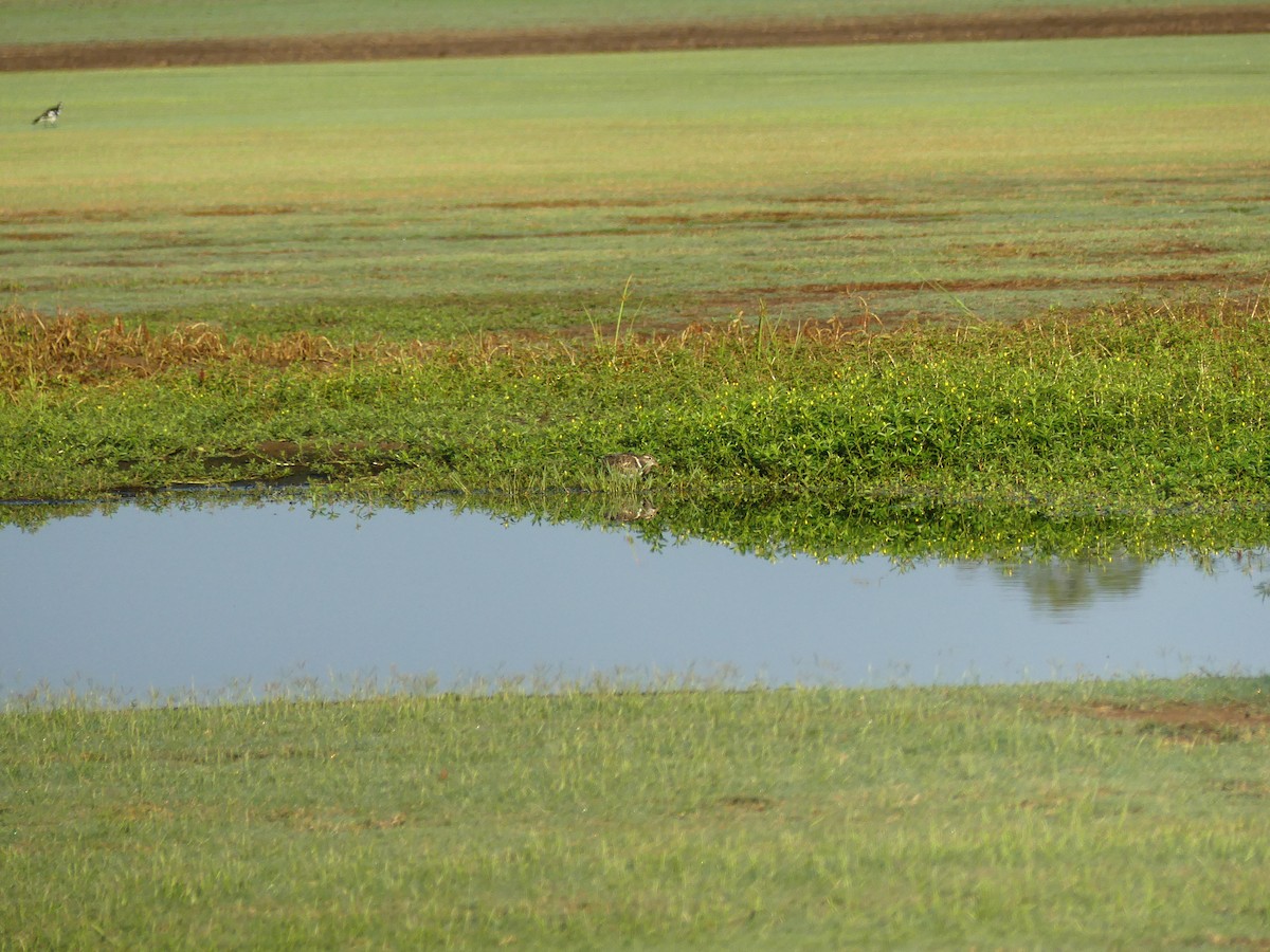 オーストラリアタマシギ - ML630923486