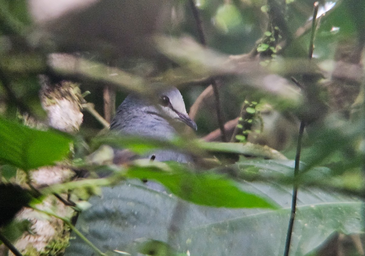 Purplish-backed Quail-Dove - ML630923506