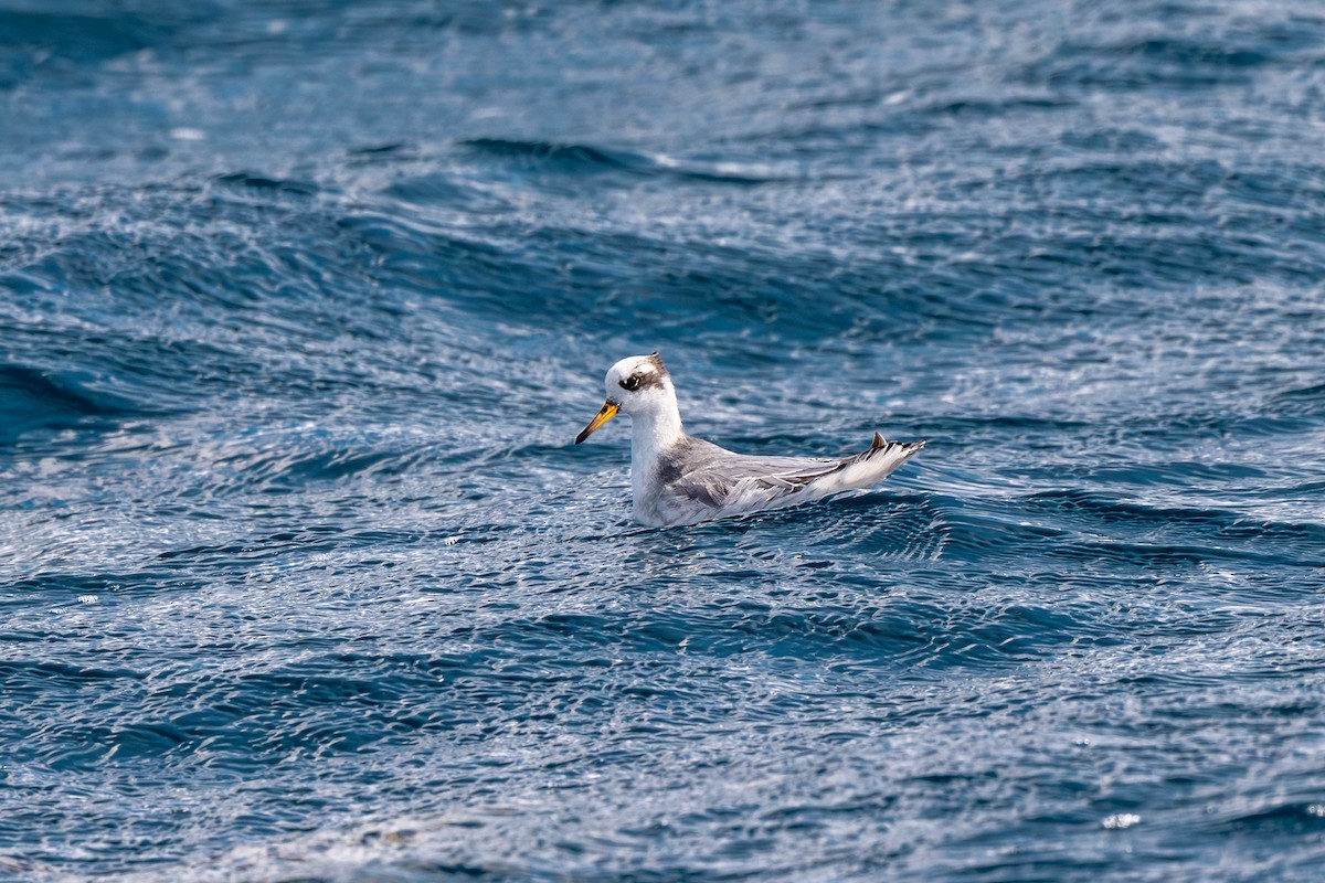 polarsvømmesnipe - ML630923589