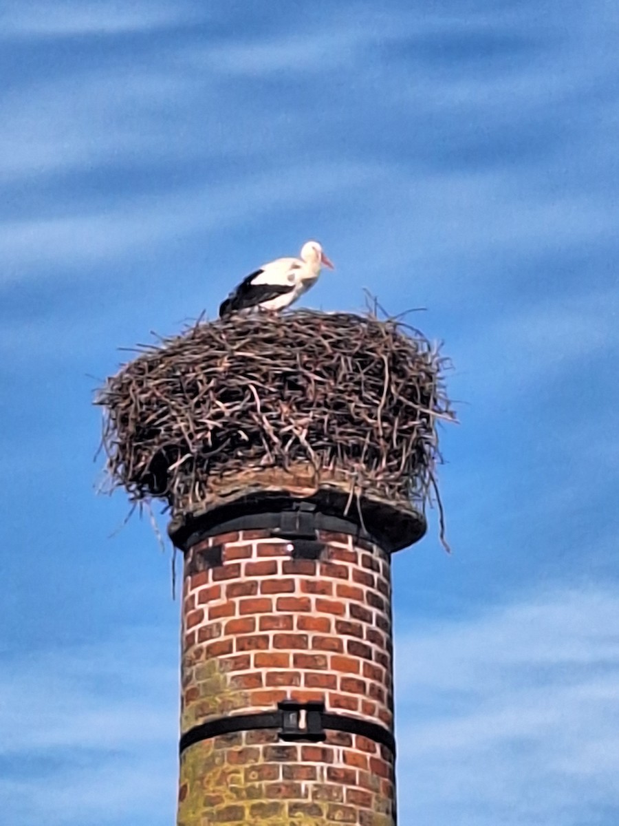 White Stork - ML630923621