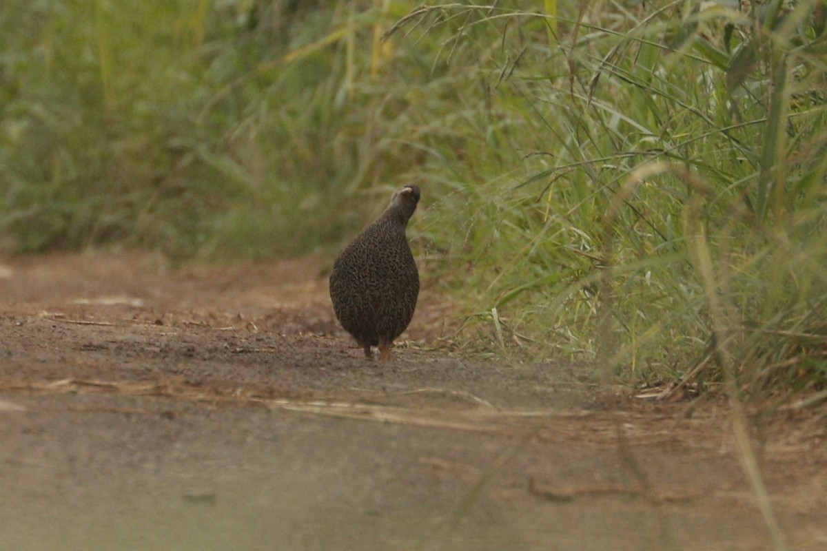 Francolin du Natal - ML630923806
