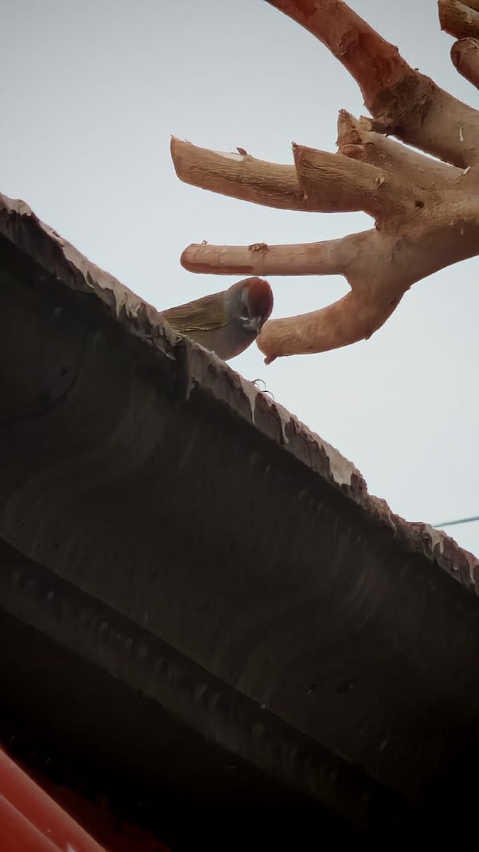 Green-tailed Towhee - ML630923873