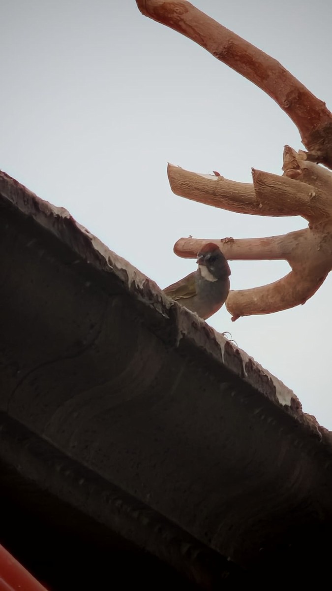 Green-tailed Towhee - ML630923874