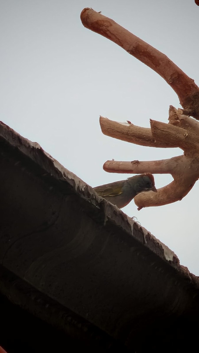 Green-tailed Towhee - ML630923875