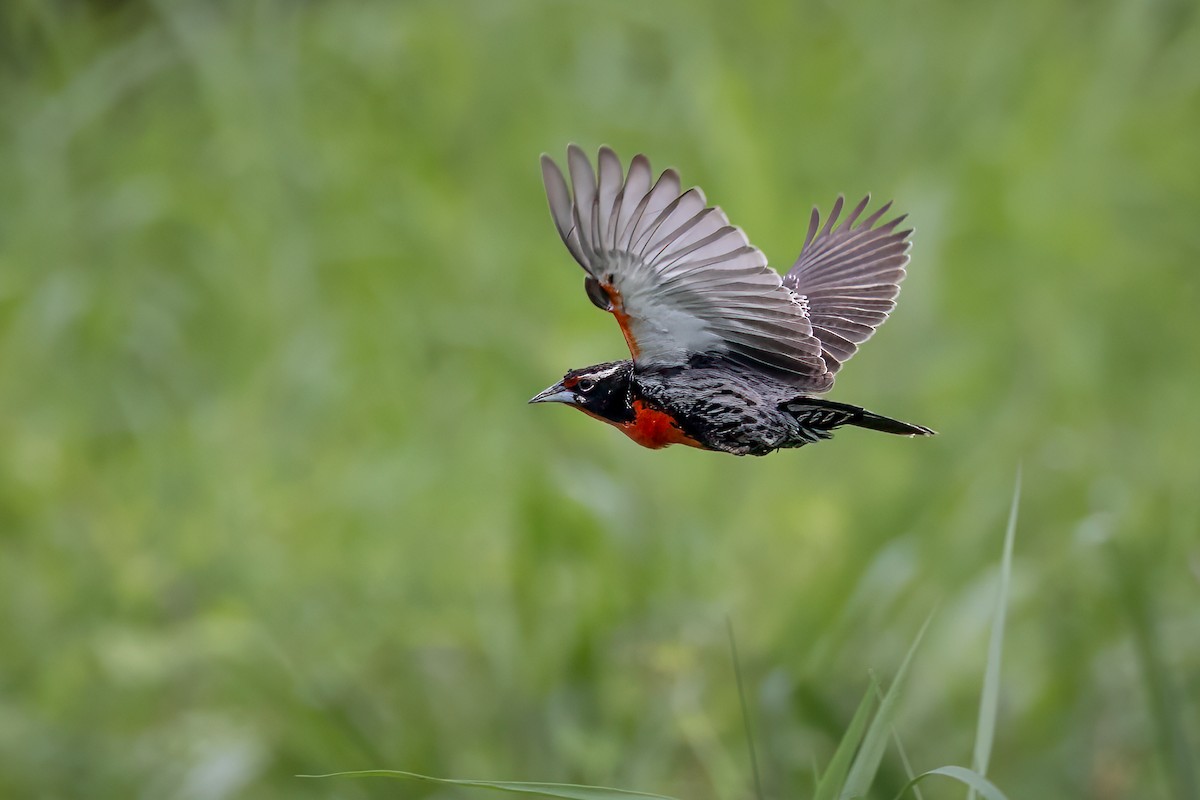 Peruvian Meadowlark - ML630923956