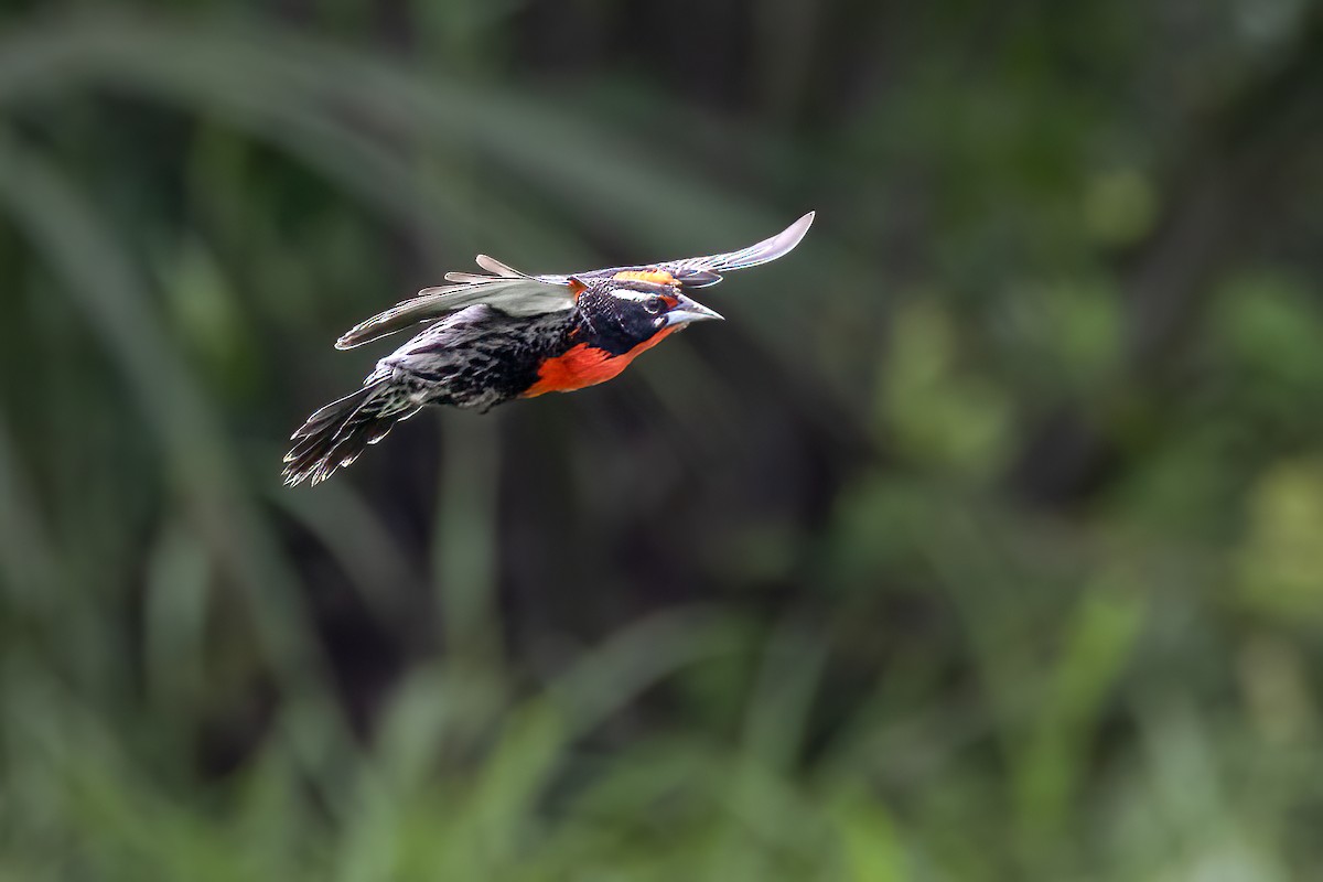 Peruvian Meadowlark - ML630923957