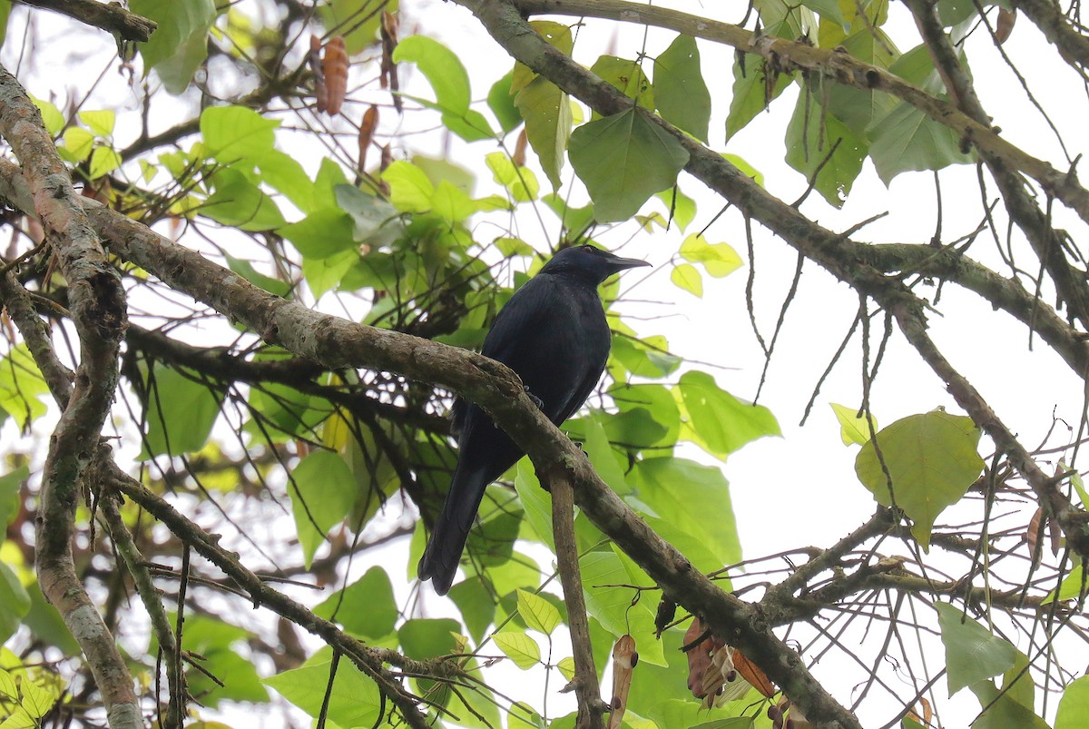 Chestnut-winged Starling - ML630924318
