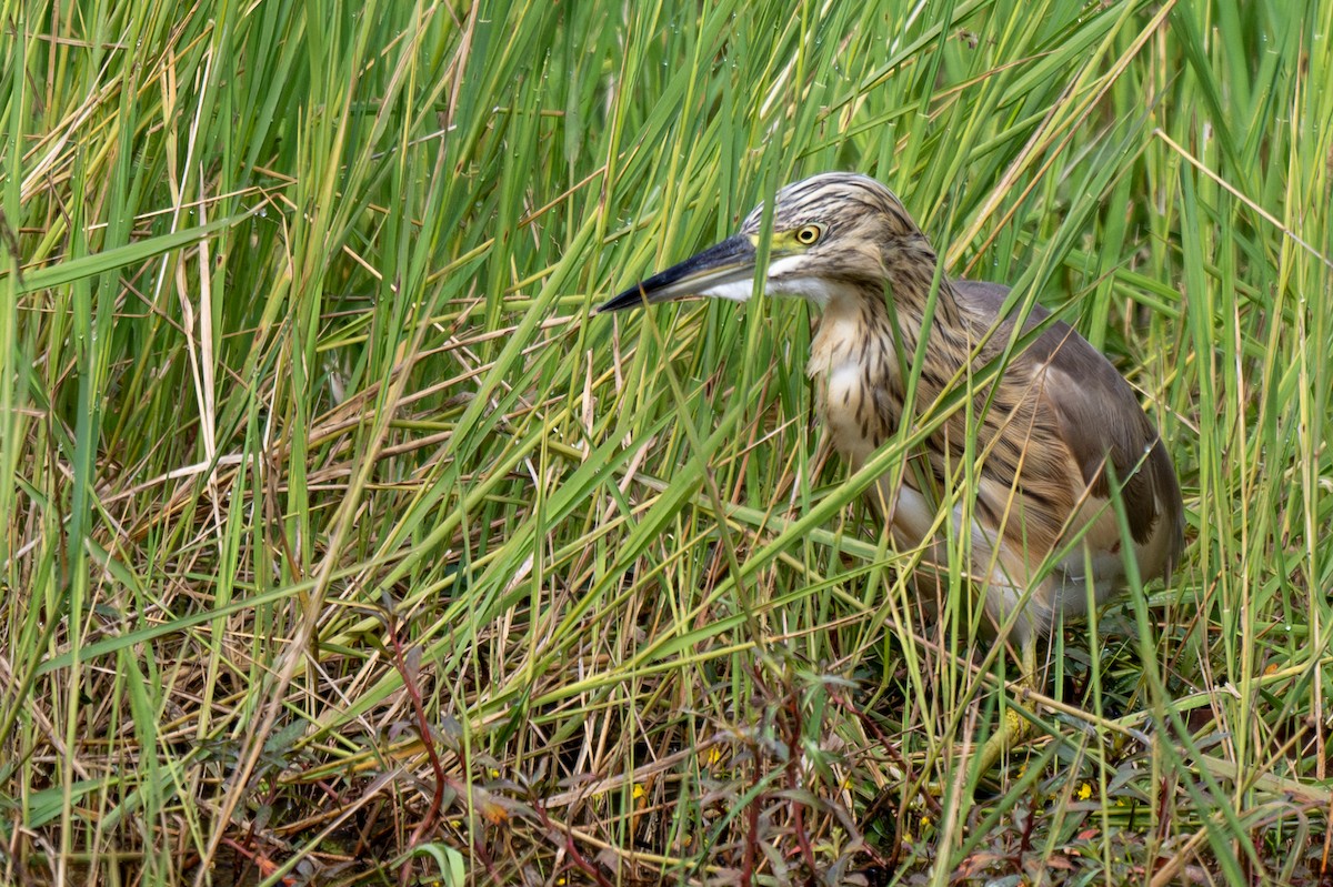 Squacco Heron - ML630924610