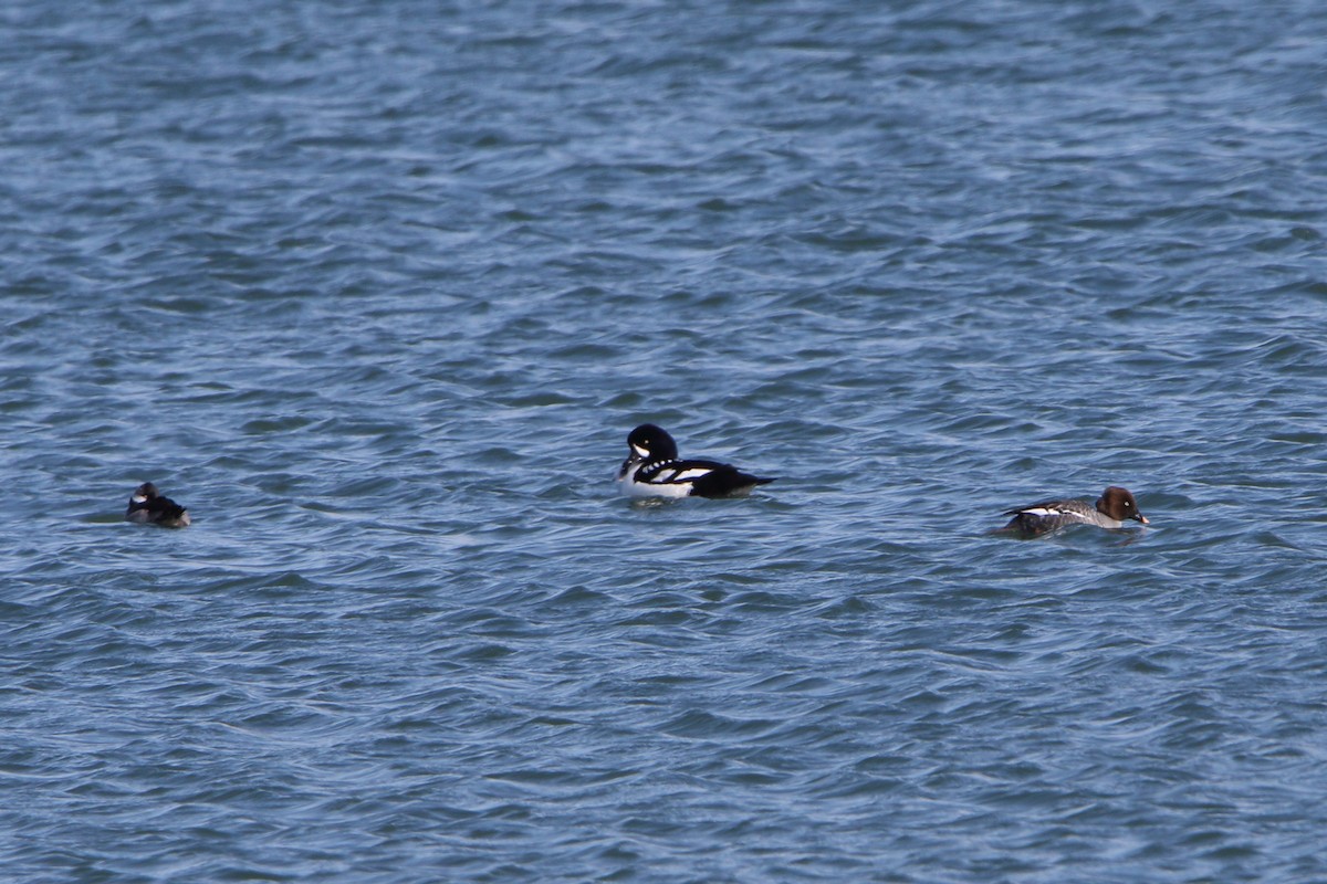Barrow's Goldeneye - ML630924686