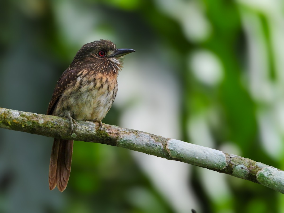 White-whiskered Puffbird - ML630924816