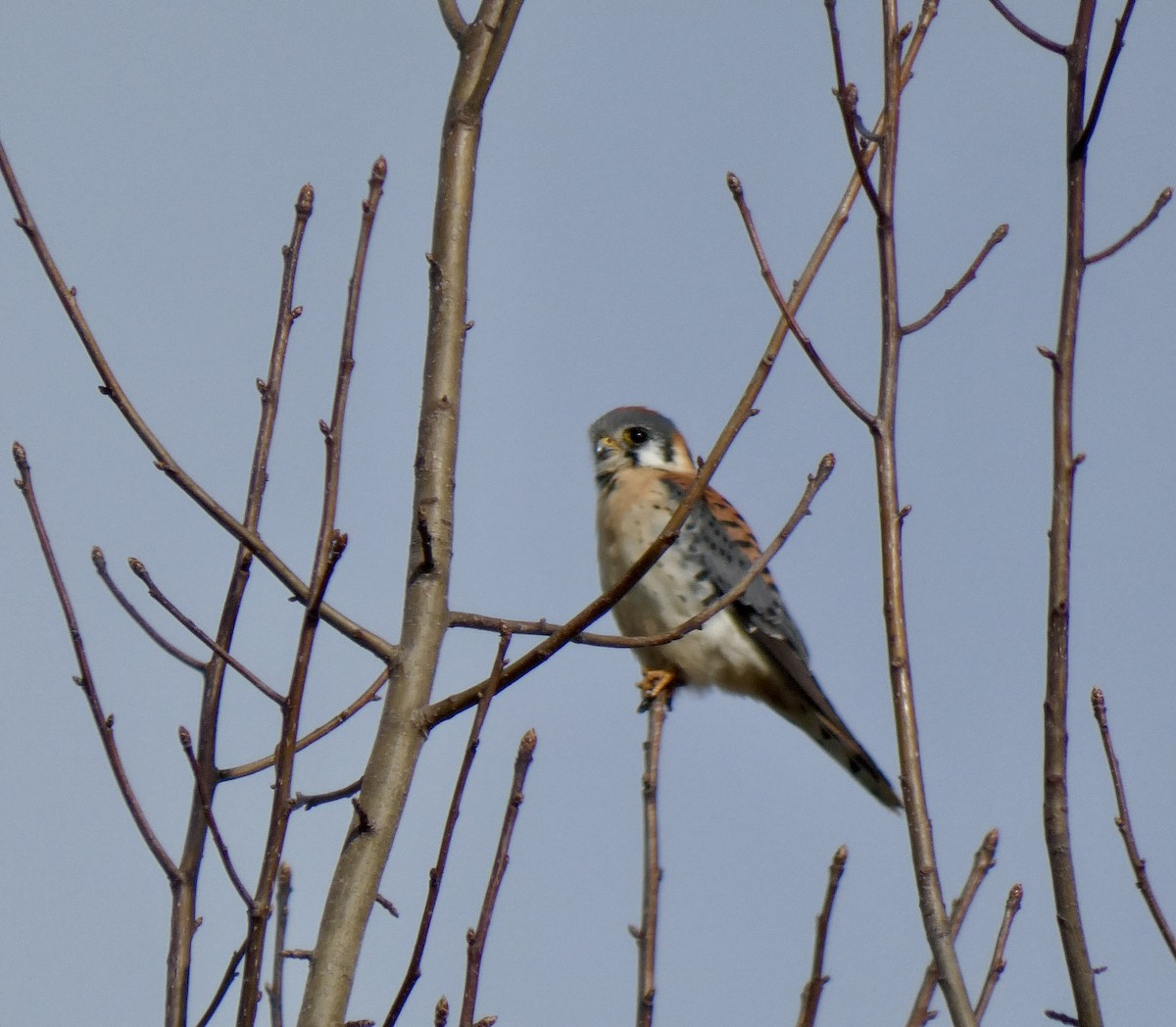 American Kestrel - ML630924821