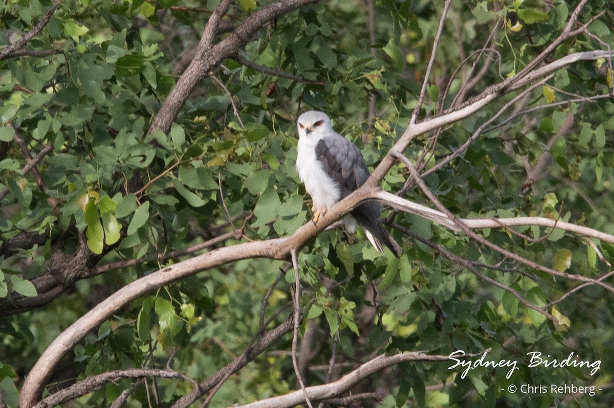 Black-winged Kite - ML630924853