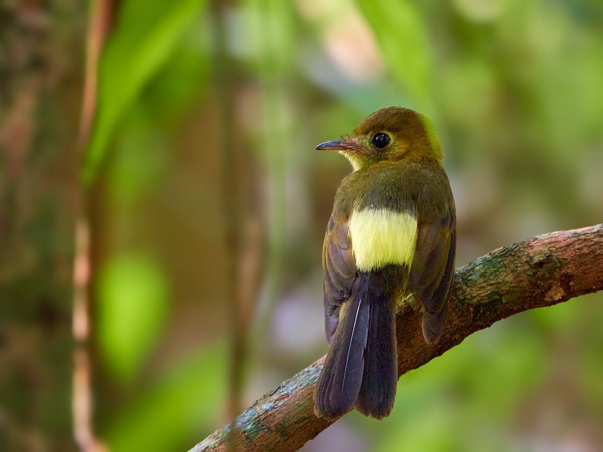 Sulphur-rumped Flycatcher - ML630925092
