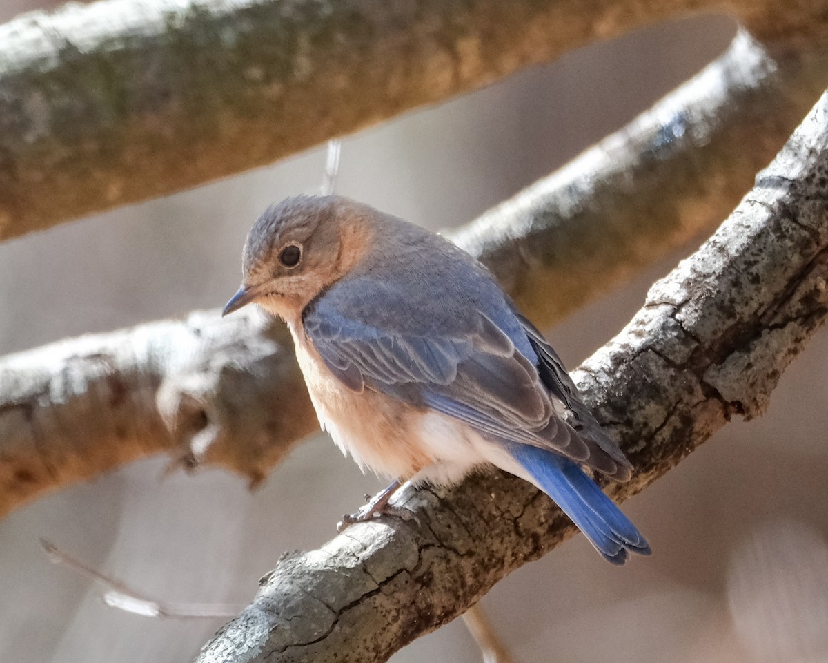 Eastern Bluebird - ML630925143