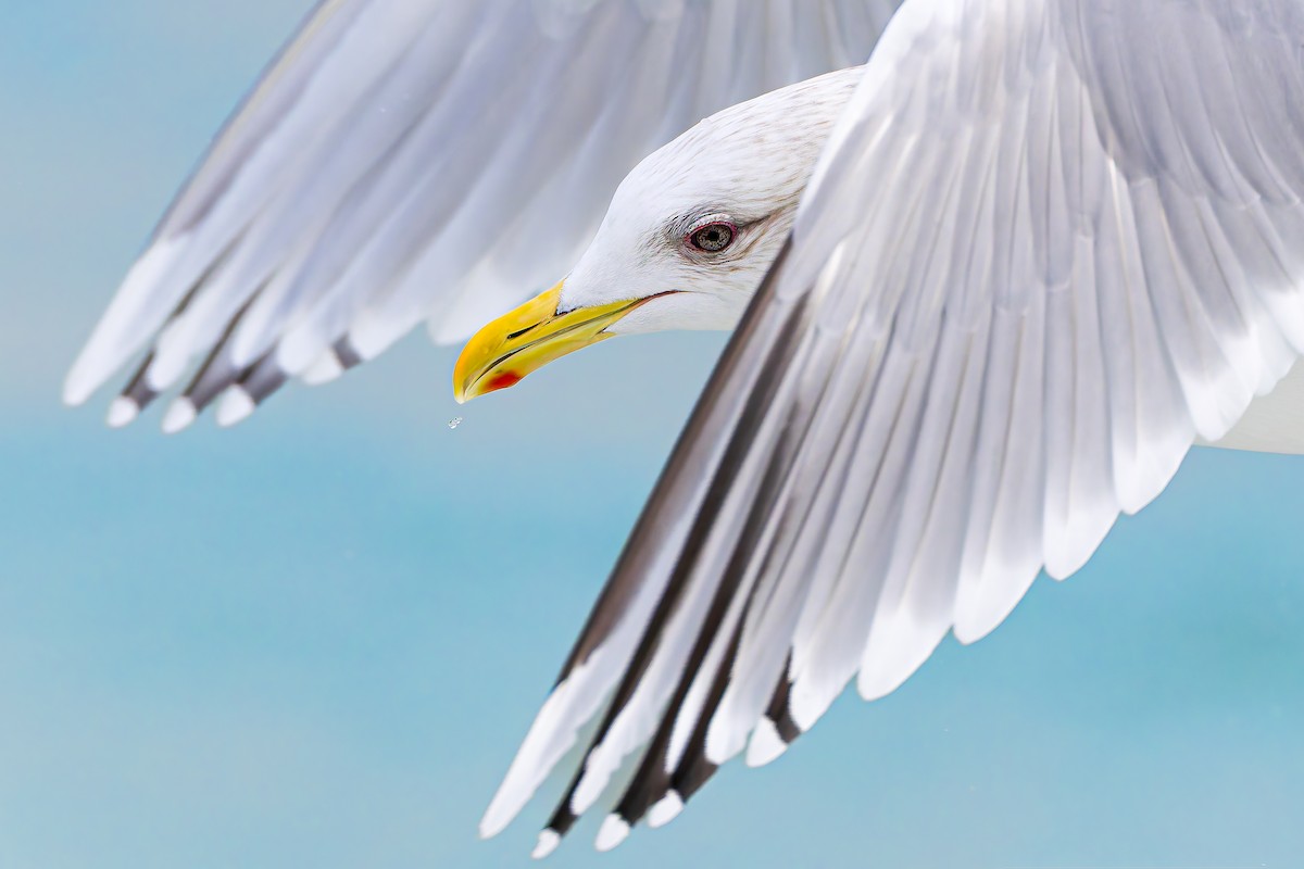 Iceland Gull - ML630925197