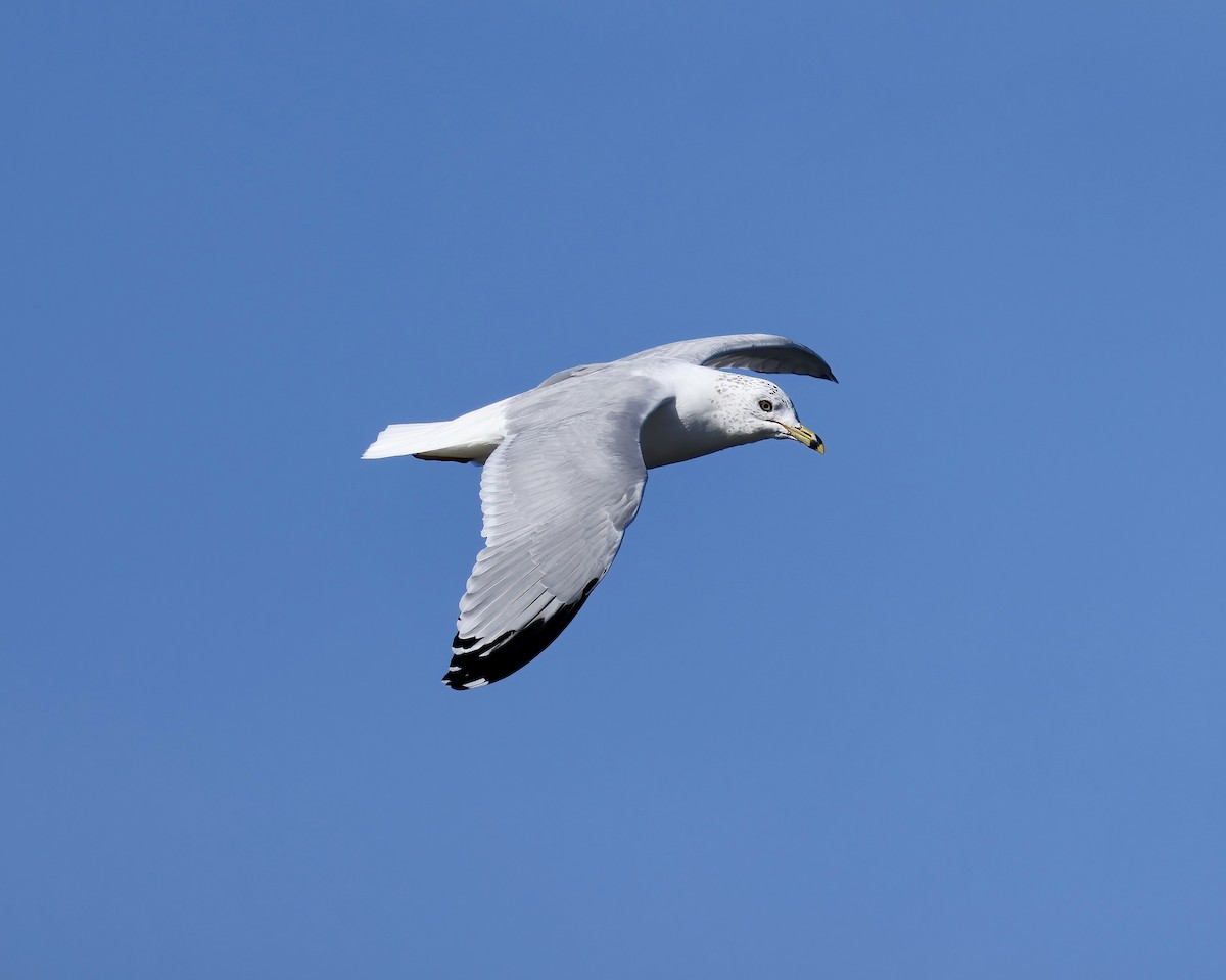 Ring-billed Gull - ML630925214