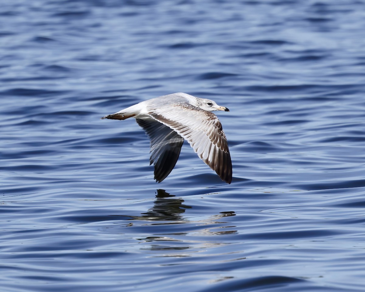 Ring-billed Gull - ML630925215