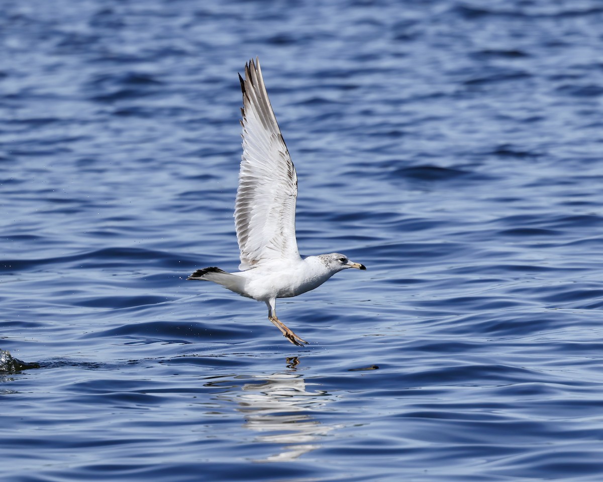 Ring-billed Gull - ML630925216