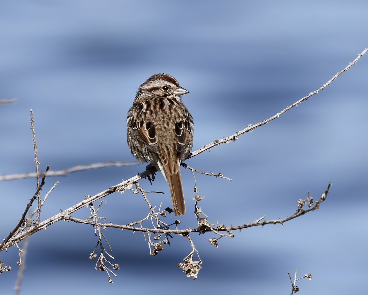 Song Sparrow - ML630925228