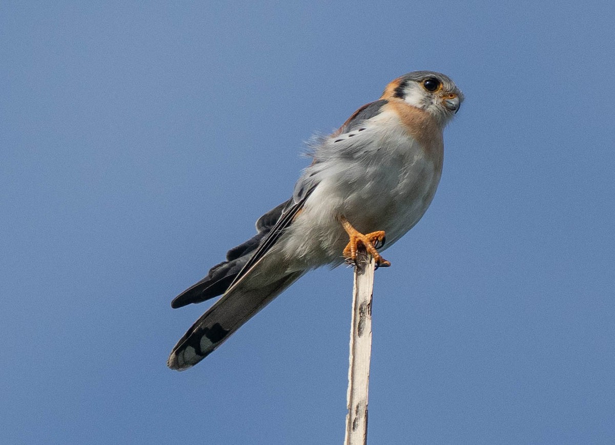 poštolka pestrá (ssp. dominicensis) - ML630925272
