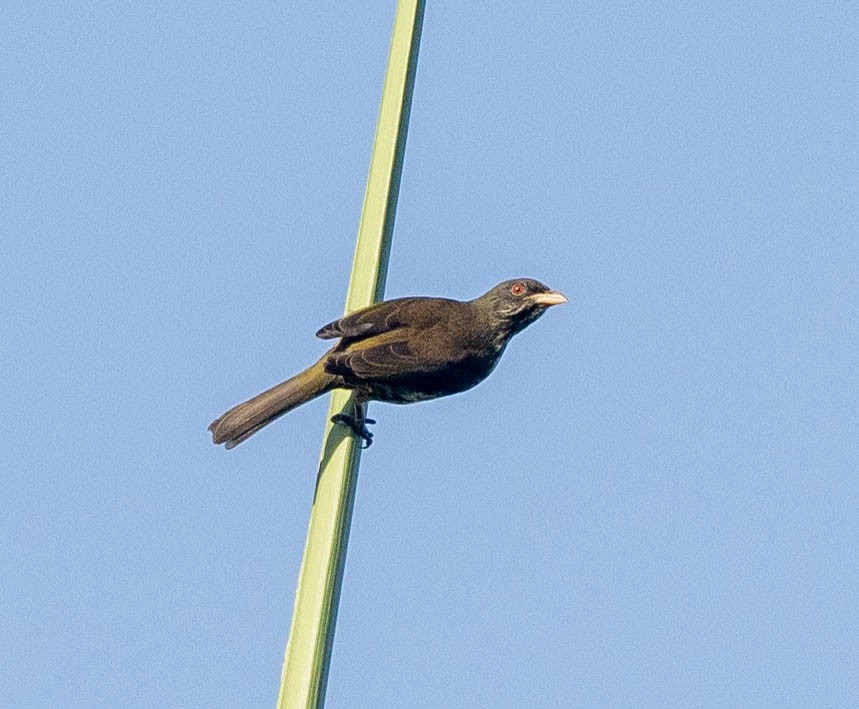 Palmchat - ML630925328