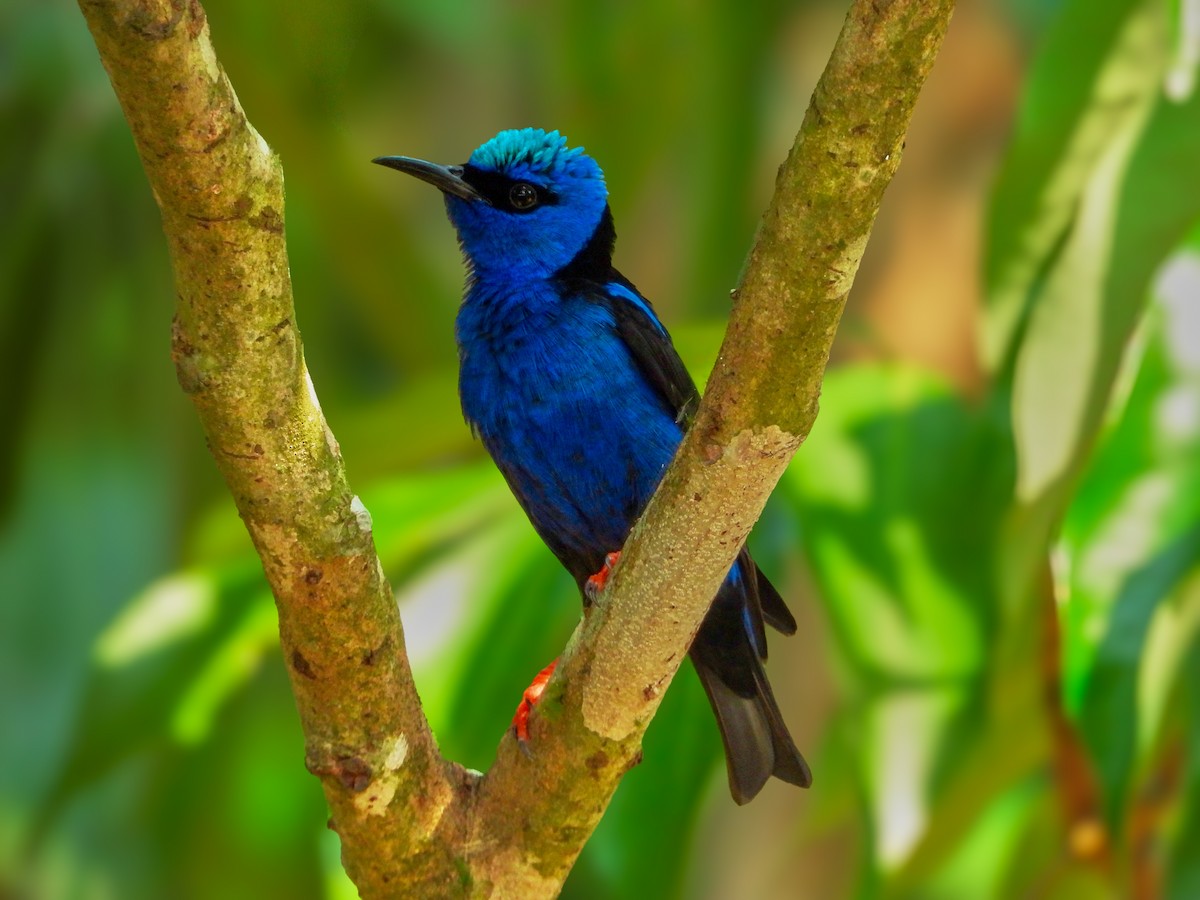 Red-legged Honeycreeper - ML630925357