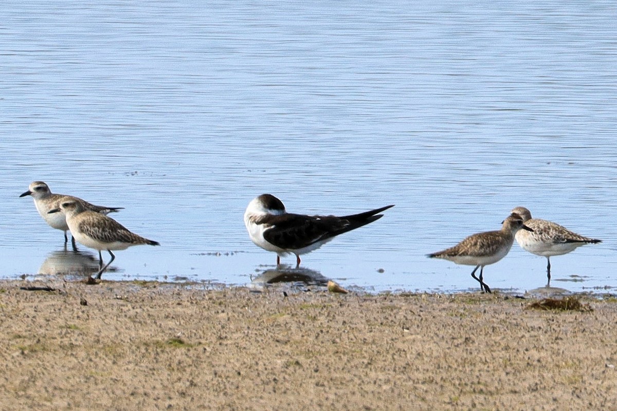 Black Skimmer - ML630925367