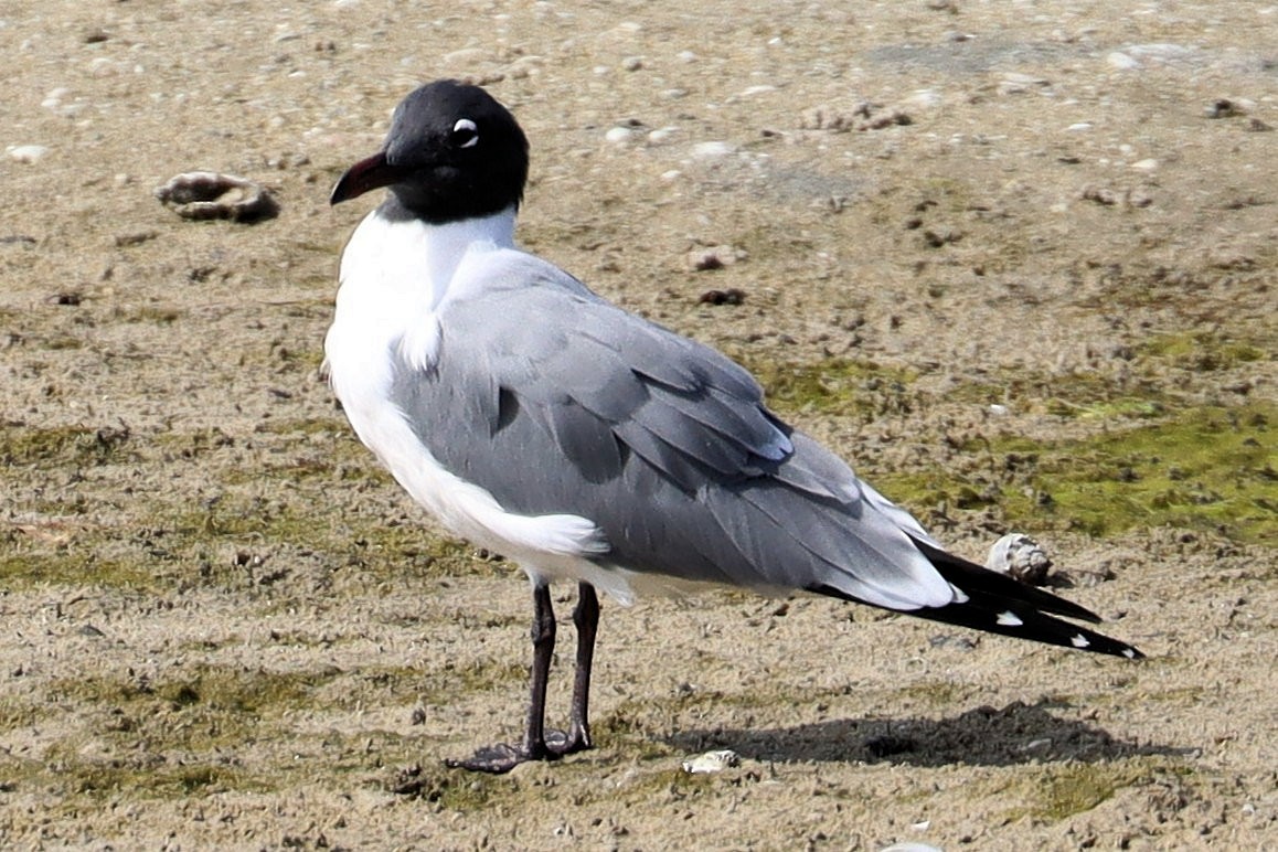 Laughing Gull - ML630925489