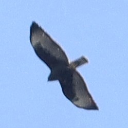 Short-tailed Hawk - ML630925491