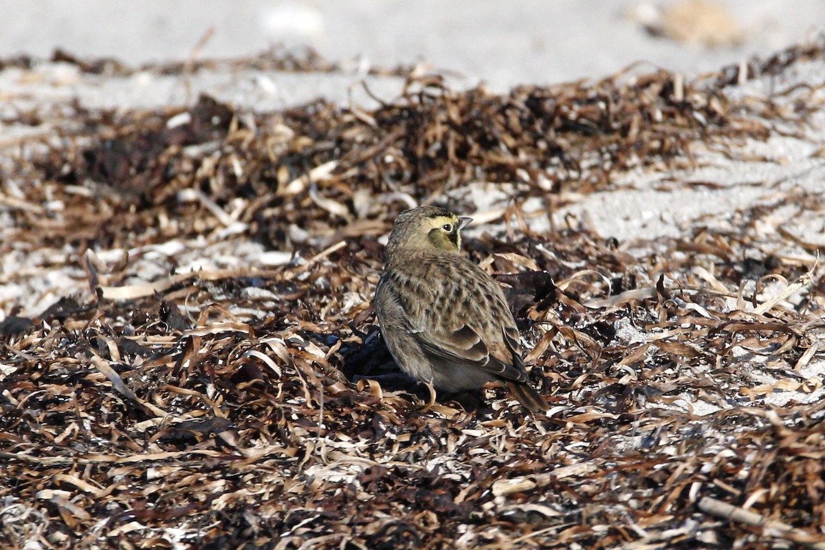 צחיחנית חרמון - ML630925510